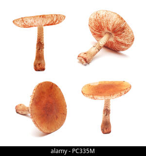 the amanita rubescens mushroom, also known as blusher mushroom