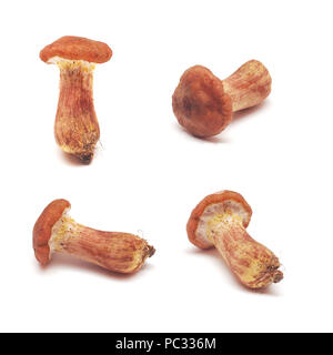 cortinarius orellanus mushroom, toxic and poisonous Stock Photo