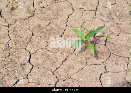 green plant growing on dried ground, drought Stock Photo