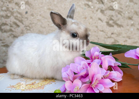 Easter bunny near spring wreath. Little dwarf rabbit sitting near flowers. Stock Photo