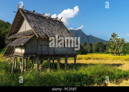 Golden Rice paddies and hut at mid day Stock Photo