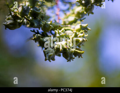 Incense cedar tree Calocedrus decurrens branch close up. Thuja cones branch pattern. Conifer seeds of cypress on green background, macro Stock Photo