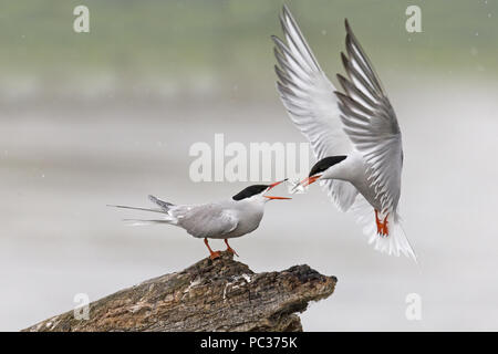 Common Tern (Sterna hirundo) summer plumage pair, female standing on log, male flying, hovering to pass fish to female, Danube Delta, Romania, June Stock Photo