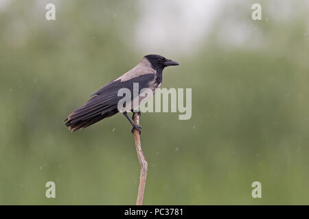Hooded Crow (Corvus cornix) adult, perched on branch in rain, Danube Delta, Romania, June Stock Photo