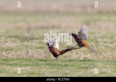 Common Pheasant (Phasianus colchicus) 2 adult males, fighting in grass field, Suffolk, England, March Stock Photo