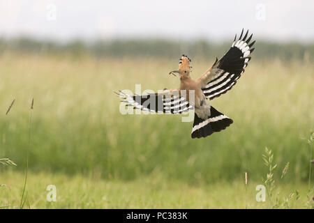 Eurasian Hoopoe (Upupa epops) adult, flying, with caterpillar in beak, Hortobagy N.P., Hungary, May