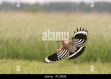 Eurasian Hoopoe (Upupa epops) adult, flying, with caterpillar in beak, Hortobagy N.P., Hungary, May