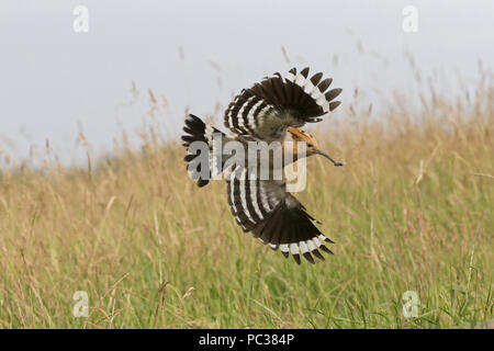 Eurasian Hoopoe (Upupa epops) adult, flying, with caterpillar in beak, Hortobagy N.P., Hungary, May