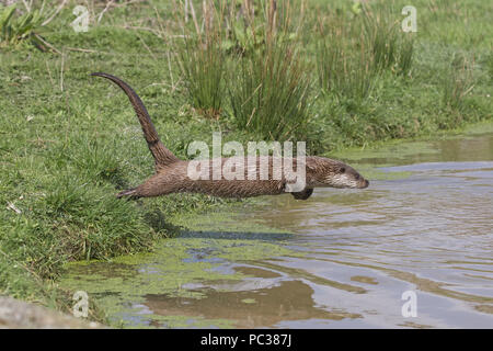 Eurasian Otter ( Lutra lutra) adult, jumping into water, Devon, England, UK, April, captive Stock Photo