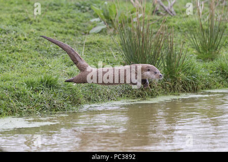 Eurasian Otter ( Lutra lutra) adult, jumping into water, Devon, England, UK, April, captive Stock Photo