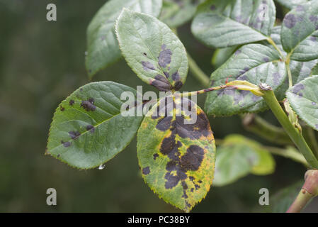Black spot, Diplocarpon rosae, infection of leaves of an ornamental garden rose, Berkshire, July Stock Photo