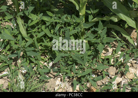 Common or spreading orache, Atriplex patula spreading around the base of a young growing maize or corn crop, Berkshire, July Stock Photo