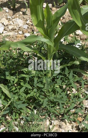 Common or spreading orache, Atriplex patula spreading around the base of a young growing maize or corn crop, Berkshire, July Stock Photo