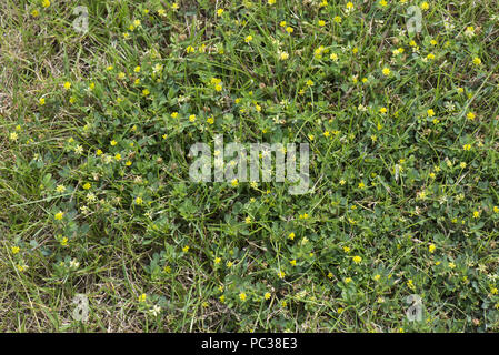 Yellow flowering lesser trefoil, Trifolium dubium, spreading prostrate plant in grass lawn, Berkshire, June Stock Photo