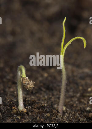 Gardeners delight, cherry tomato seedling just germinated with cotyledons above the soil Stock Photo