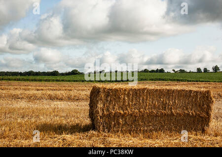 The side of a big square bale of wheat straw in a harvested field with soybeans in the distance and cumulous clouds. Stock Photo