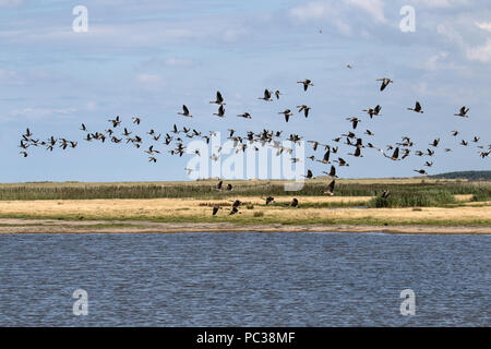 Canada and Greylag Geese flying over Deepdale Marsh Norfolk. Stock Photo