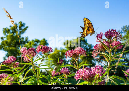 A giant swallowtail butterfly eating nectar from a swamp milkweed on a sunny clear day. Stock Photo