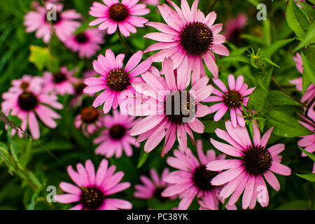 A group of bright pink purple coneflowers taken from above. Stock Photo