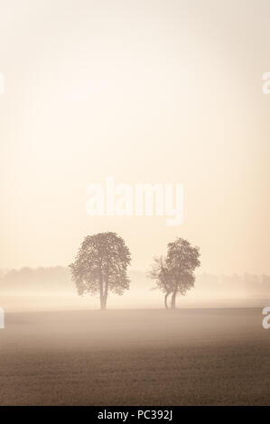 Two lonley trees standing on the filed in the mist Stock Photo