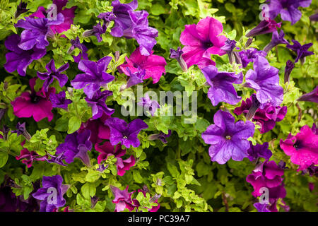 Close-up of purple and hot pink petunias in a hanging basket. Stock Photo