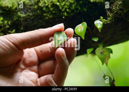One of the worlds smallest orchids on a moss covered log in the jungle Stock Photo