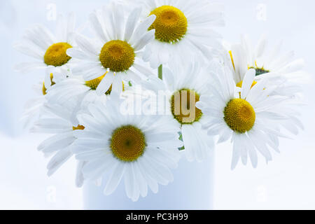 White daisies ( bellis perennis) on white background Stock Photo
