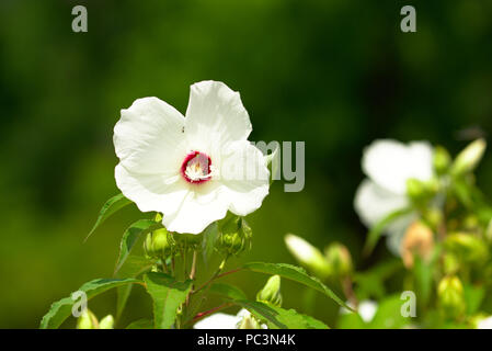 closeup white Kauai rosemallow tree blossom Stock Photo