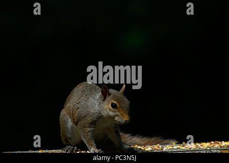 Squirrel raiding bird feeder Stock Photo