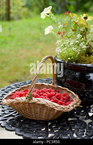 wicker basket of raspberries in outdoor garden setting Stock Photo