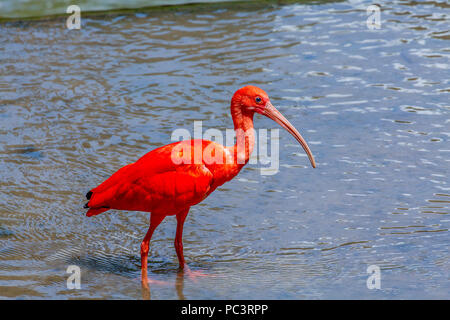 One brilliant red Scarlet Ibis, Eudocimus ruber, wading in a pool at the KL Bird Park in Kuala Lumpur, Malaysia. Stock Photo