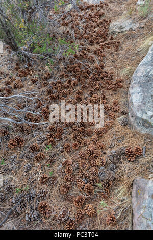 Pine Tree Detritus, Cones & Needles Stock Photo