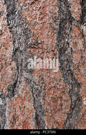 Ponderosa Pine Tree Bark - AZ Stock Photo