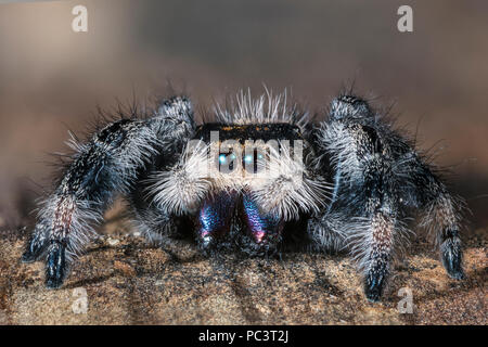 Close Up of a Regal Jumping Spider, Phidippus regius Stock Photo
