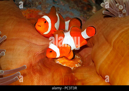 Pair of Clown Anemonefish, Amphiprion ocellaris, tending eggs laid at base of the host Magnificent Anemone, Heteractis magnifica. Tulamben, Bali. Stock Photo