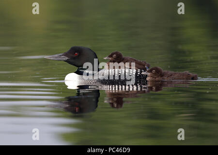 A two-week old Common Loon chick (Gavia immer) rides on its parent's back while its sibling swims behind - Ontario, Canada Stock Photo