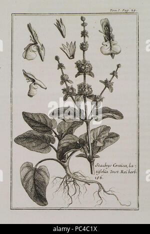 572 Stachys Cretica latifolia Inst Rei Herb 286 - Tournefort Joseph Pitton De - 1717 Stock Photo