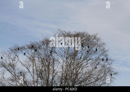 A murder of crows perching on a tree Stock Photo