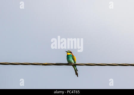 Bee eater sitting on a wire and looking Stock Photo