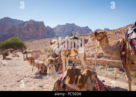 Saddled camels wait standing and crouching for a touristic ride in Petra's famous corridor canyon, in Jordan. Stock Photo