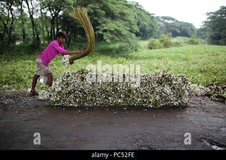 Dhaka, Bangladesh- July 27, 2018: Bangladeshi farmers collect water lilies from wetland to sell them market in Munshigonj, near Dhaka, Bangladesh on July 27, 2018. About 60-70% people depend on agriculture as the 166 million people live in Bangladesh. The country has made significant progress in last decade and about 22 million people are still living below the poverty line according to reports. Bangladesh will be celebrates country’s 50 years birthday in 2021. Stock Photo