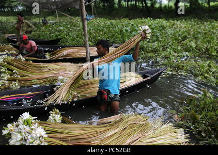 Dhaka, Bangladesh- July 27, 2018: Bangladeshi farmers collect water lilies from wetland to sell them market in Munshigonj, near Dhaka, Bangladesh on July 27, 2018. About 60-70% people depend on agriculture as the 166 million people live in Bangladesh. The country has made significant progress in last decade and about 22 million people are still living below the poverty line according to reports. Bangladesh will be celebrates country’s 50 years birthday in 2021. Stock Photo