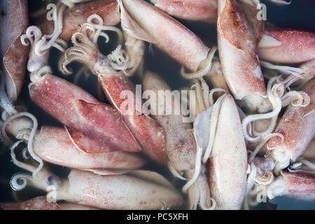 Fresh raw squid in seafood market Stock Photo