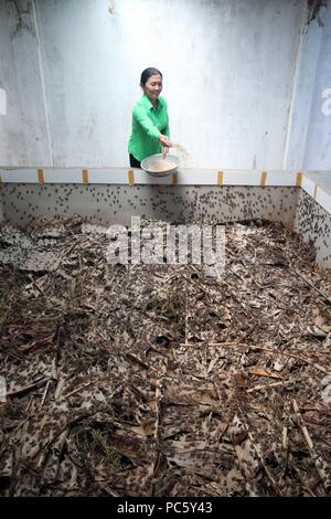 Cricket farm. Edible insects.  Dalat. Vietnam. | usage worldwide Stock Photo