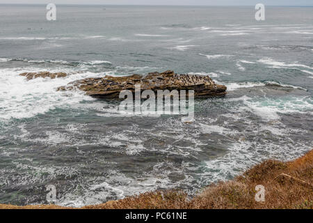 cormorants and seabirds next to a group of Sea Lions basking in the sun on the rocks at La Jolla Cove, La Jolla, San Diego, California, USA Stock Photo