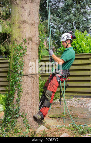 Caucasian tree surgeon climbs with climbing equipment in fir tree