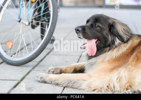 Leonberger Pants Leonberger Pants