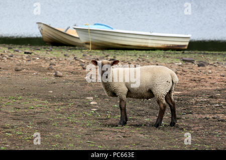 Colne, UK. 31st July 2018. A Lamb on land normally covered by water at Foulridge reservoir which is at it's lowest for years after a long spell of dry weather. Recent rainfall has had little impact on water levels and from the 1st August a stretch of the Leeds to Liverpool canal will be shut until water levels improve, Colne, 31st July, 2018 (C)Barbara Cook/Alamy Live News Stock Photo