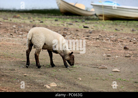 Colne, UK. 31st July 2018. A Lamb looking for grass on land normally covered by water at Foulridge reservoir which  is at it's lowest for years after a long spell of dry weather. Recent rainfall has had little impact on water levels and from the 1st August a stretch of the Leeds to Liverpool canal will be shut until water levels improve, Colne, 31st July, 2018 (C)Barbara Cook/Alamy Live News Stock Photo