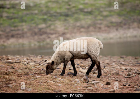 Colne, UK. 31st July 2018. A Lamb looing for grass on land normally covered by water at Foulridge reservoir which  is at it's lowest for years after a long spell of dry weather. Recent rainfall has had little impact on water levels and from the 1st August a stretch of the Leeds to Liverpool canal will be shut until water levels improve, Colne, 31st July, 2018 (C)Barbara Cook/Alamy Live News Stock Photo